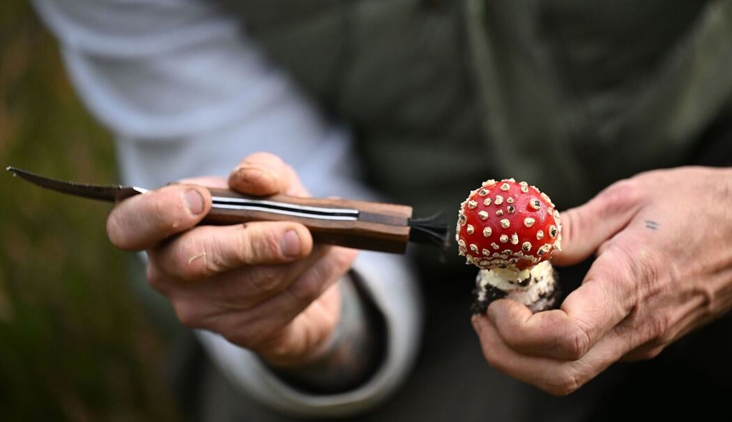 Mit einem Pilz-Influencer in den Pilzen Mit einem Pilz-Influencer in den Pilzen