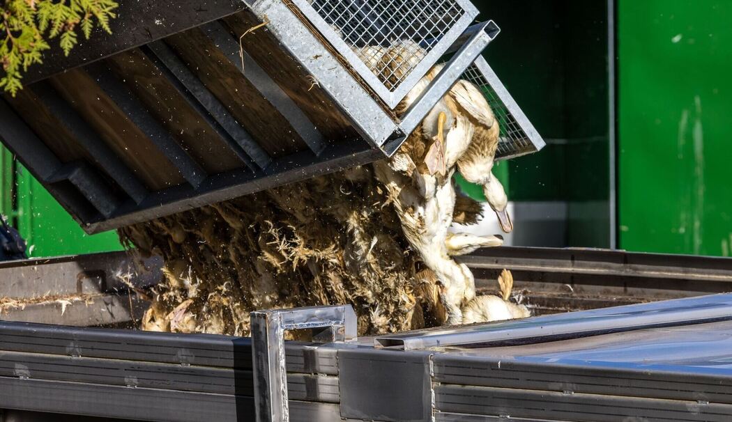 Vogelgrippe - Neuhardenberg