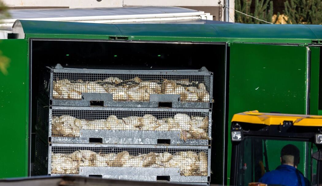 Vogelgrippe - Neuhardenberg