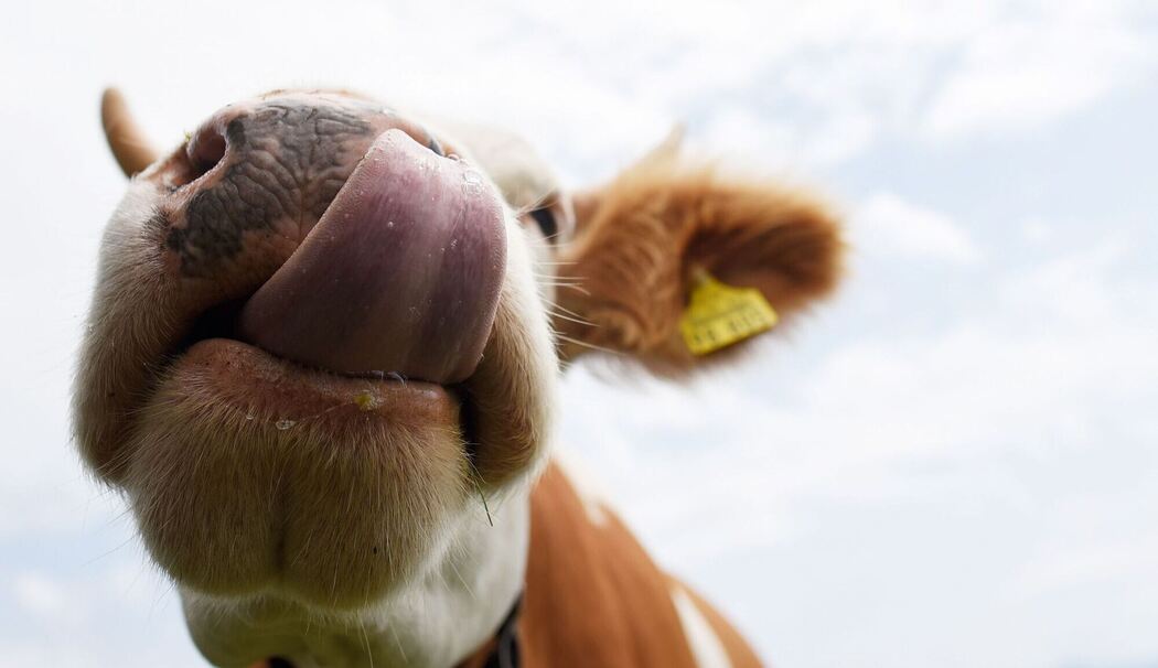 Eine Kuh auf der Alm Eine Kuh auf der Alm