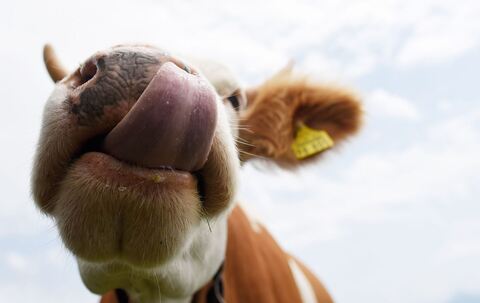 Eine Kuh auf der Alm