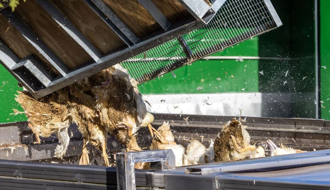 Vogelgrippe - Neuhardenberg Vogelgrippe - Neuhardenberg