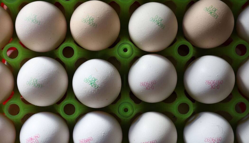 Eier von Biobauernhof