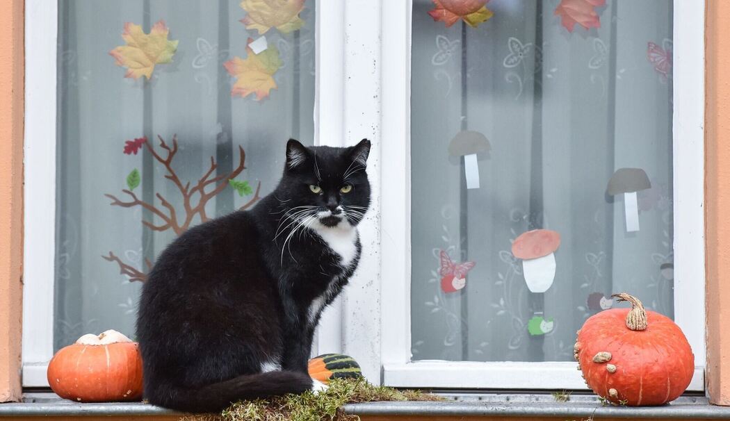 Katze sitzt auf einer herbstlich geschmückten Fensterbank Katze sitzt auf einer herbstlich geschmückten Fensterbank