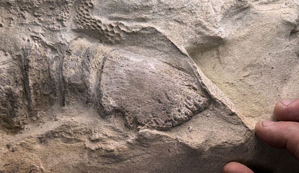 Mumifizierte Dinosaurier Mumifizierte Dinosaurier