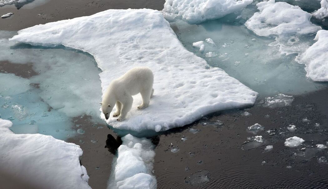 Ein Eisbär im Nordpolarmeer Ein Eisbär im Nordpolarmeer