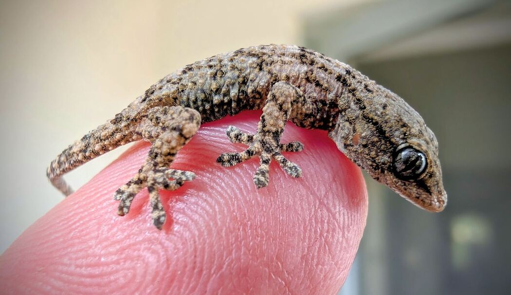 Lebender Gecko in Packung mit Rucola-Salat gefunden Lebender Gecko in Packung mit Rucola-Salat gefunden