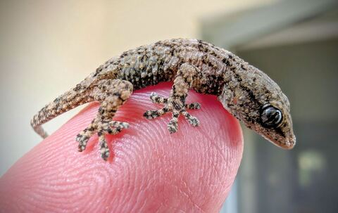 Lebender Gecko in Packung mit Rucola-Salat gefunden