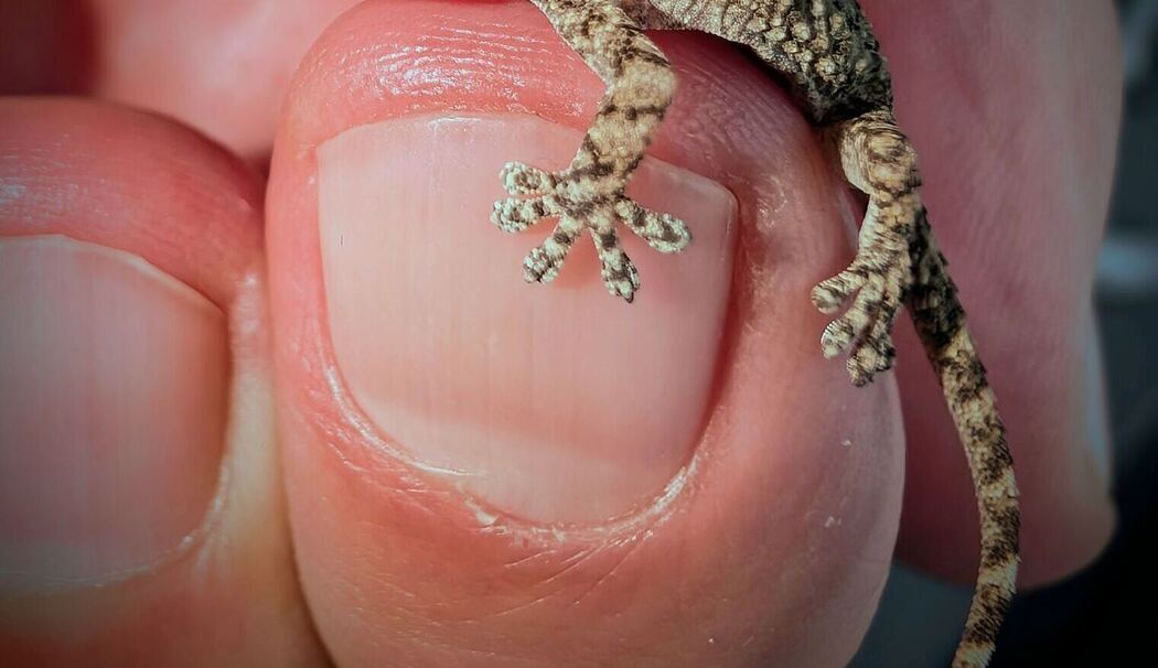Lebender Gecko in Packung mit Rucola-Salat gefunden Lebender Gecko in Packung mit Rucola-Salat gefunden