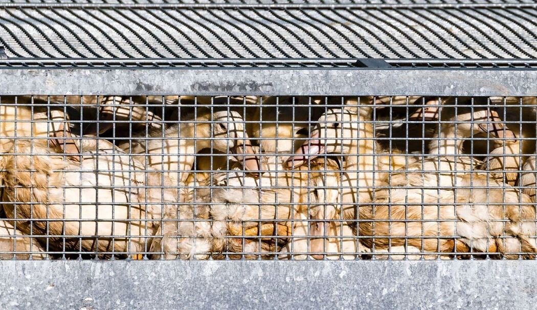 Vogelgrippe Vogelgrippe