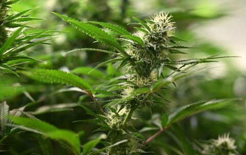 Symbolbild Cannabis-Anbau