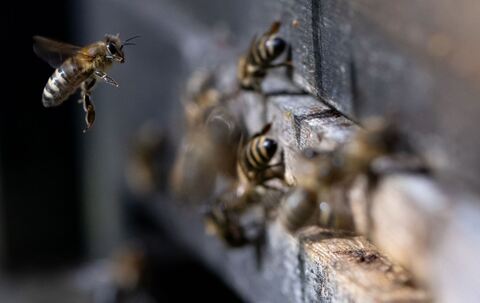 Bienen