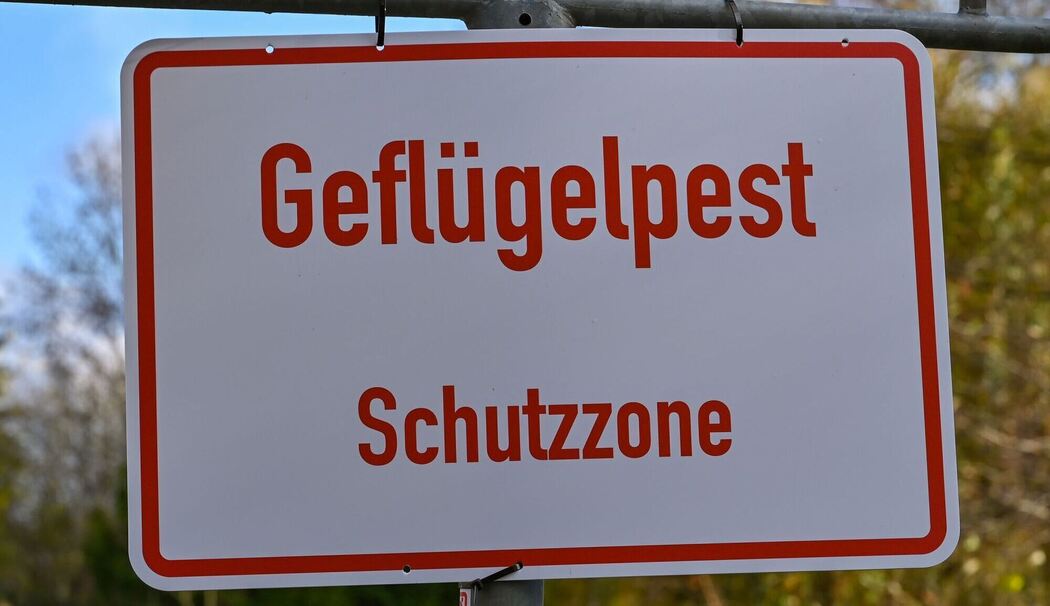 Geflügelpest Geflügelpest