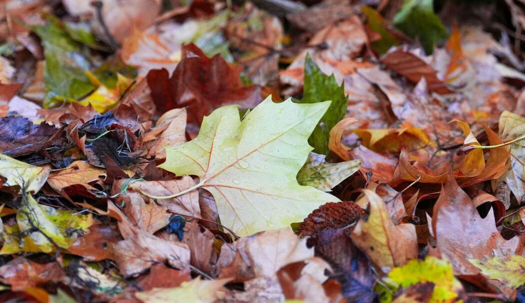 Deutscher Wetterdienst veröffentlicht die Oktober-Bilanz Deutscher Wetterdienst veröffentlicht die Oktober-Bilanz