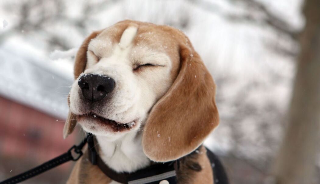 Ein Beagle verzieht nach einem Schneeball die Schnauze Ein Beagle verzieht nach einem Schneeball die Schnauze