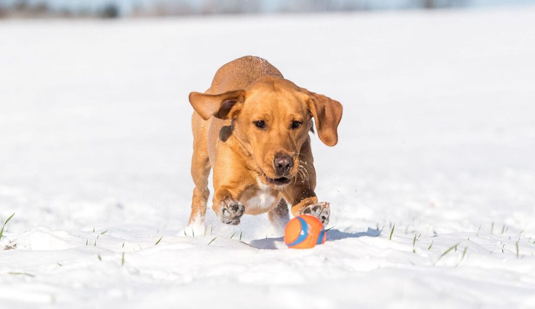 Hund spielt im Schnee mit einem Ball Hund spielt im Schnee mit einem Ball