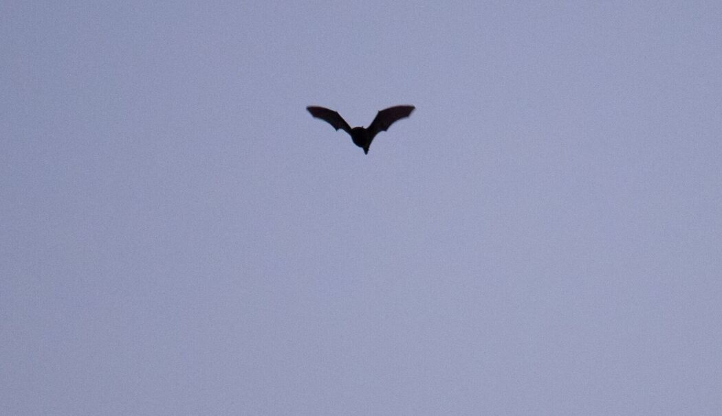 Fledermaus Fledermaus