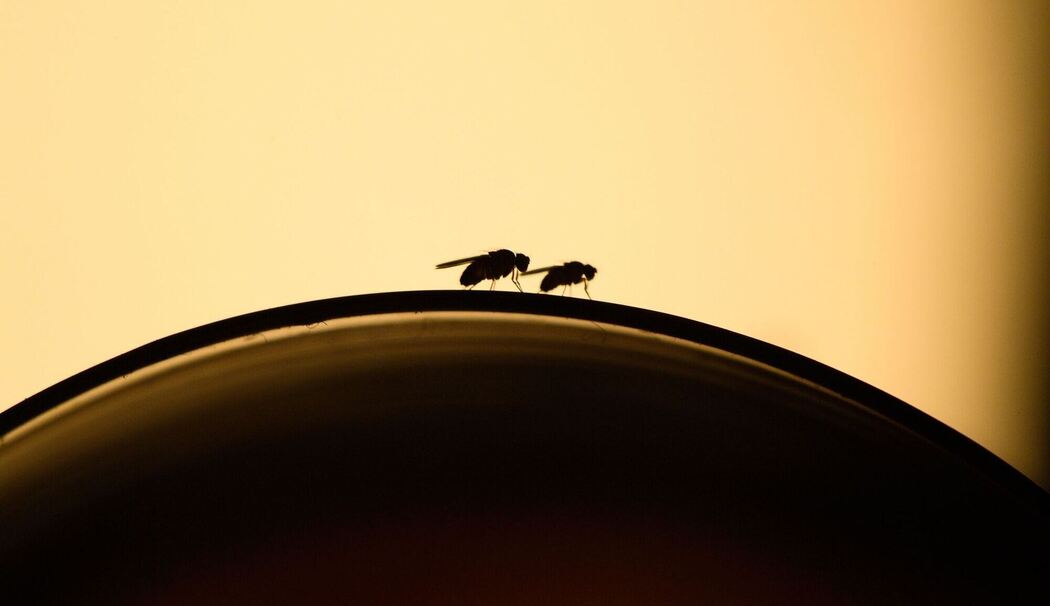 Fruchtfliegen sitzen auf einem Weinglas