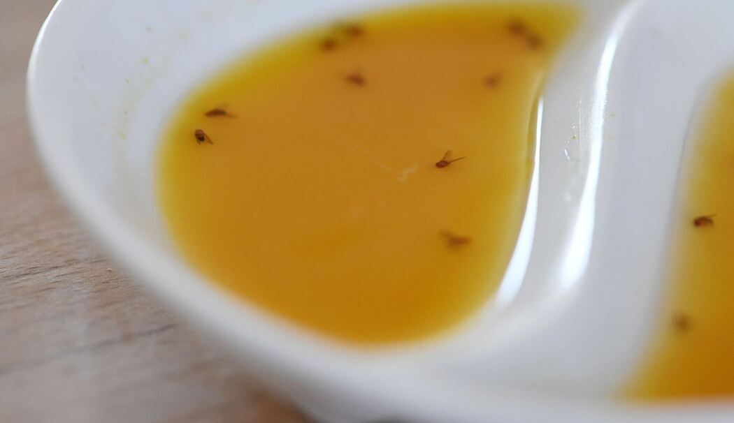 Fruchtfliegen liegen in einer Mixtur