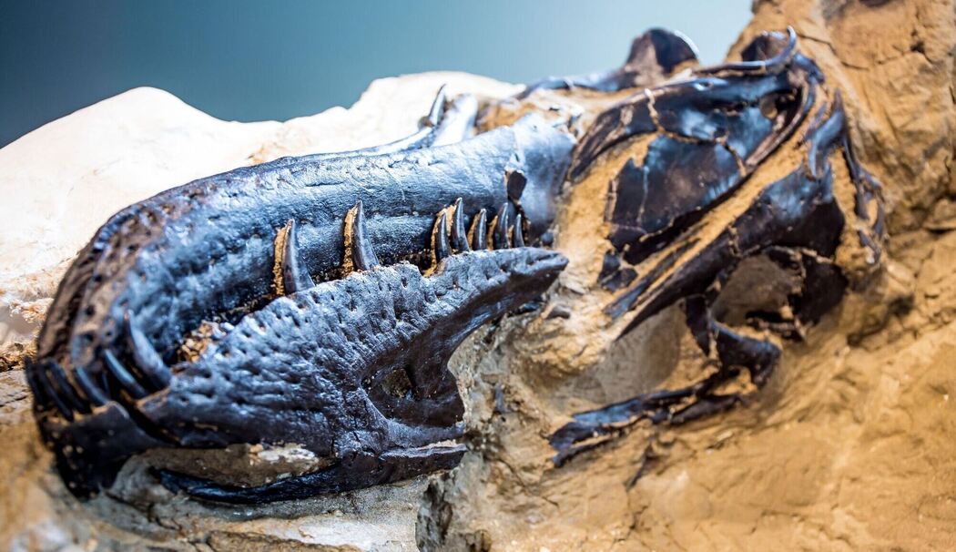 Rätsel um Tyrannosaurus rex gelöst