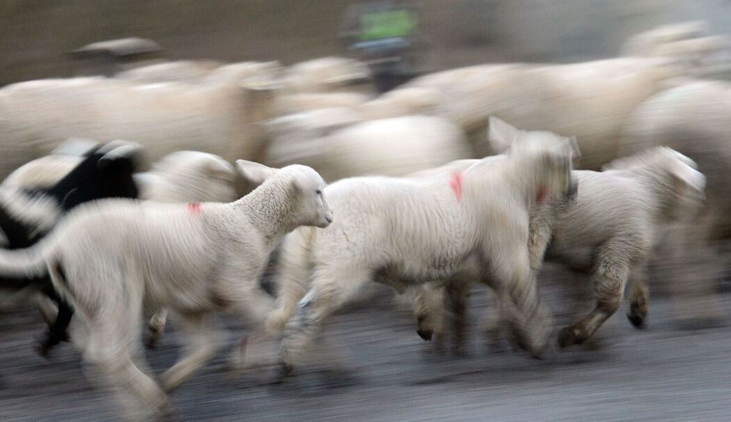 Schafherde mit Lämmern Schafherde mit Lämmern