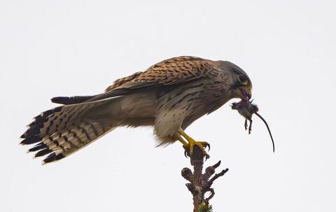 Turmfalke auf Beutejagd