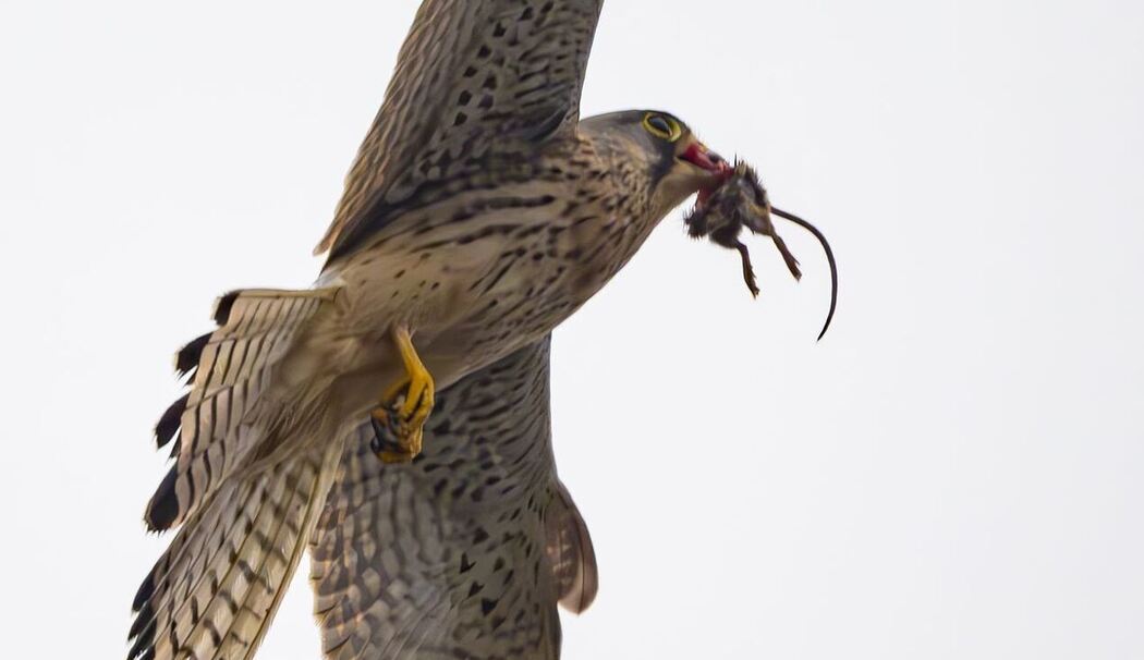 Turmfalke auf Beutejagd Turmfalke auf Beutejagd