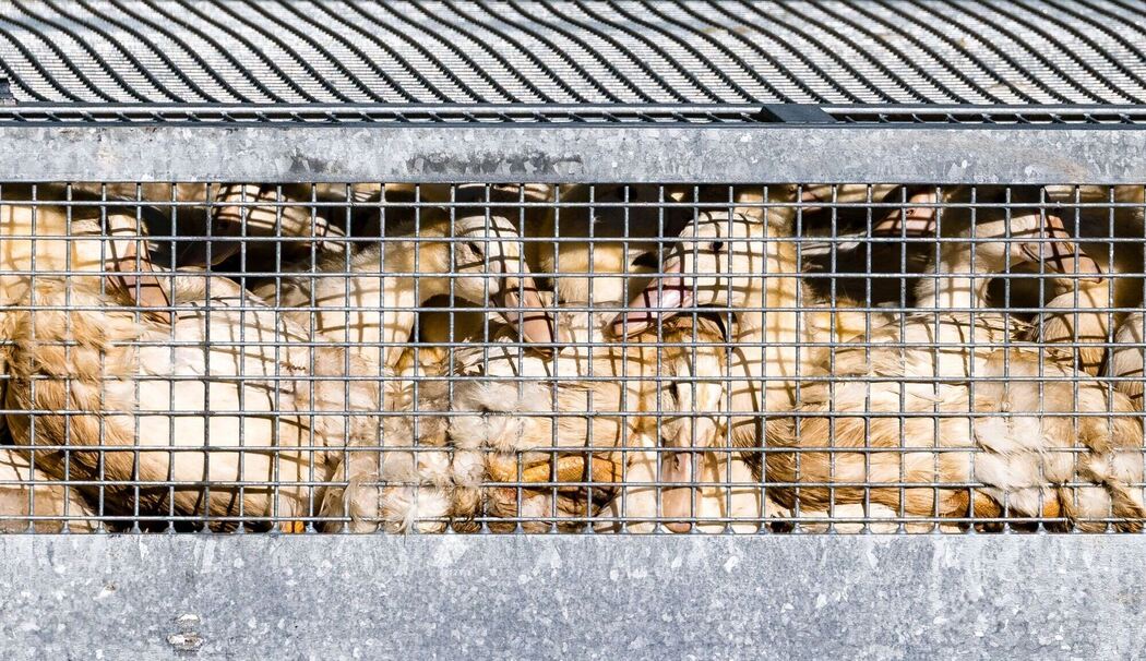 Vogelgrippe Vogelgrippe