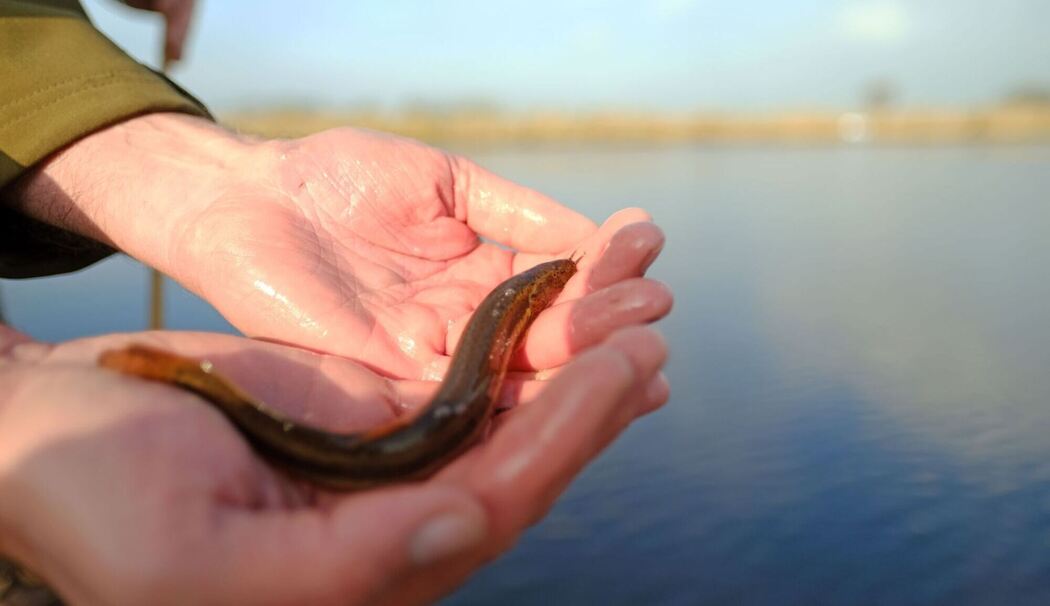 Schlammpeitzger Schlammpeitzger