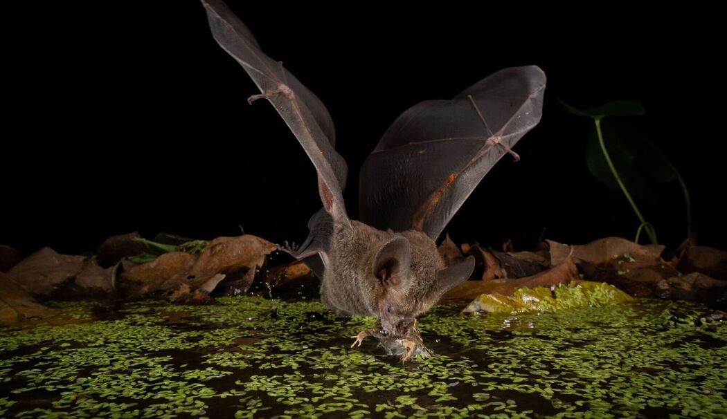Fledermaus Fledermaus