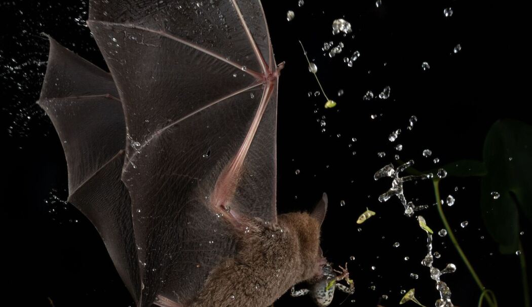 Fledermaus Fledermaus