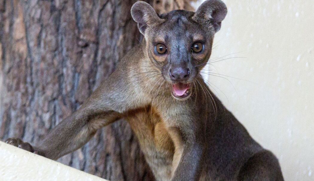 Fossas als neue Tierart im Zoopark Erfurt
