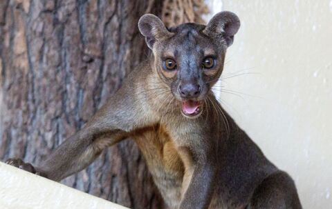 Fossas als neue Tierart im Zoopark Erfurt