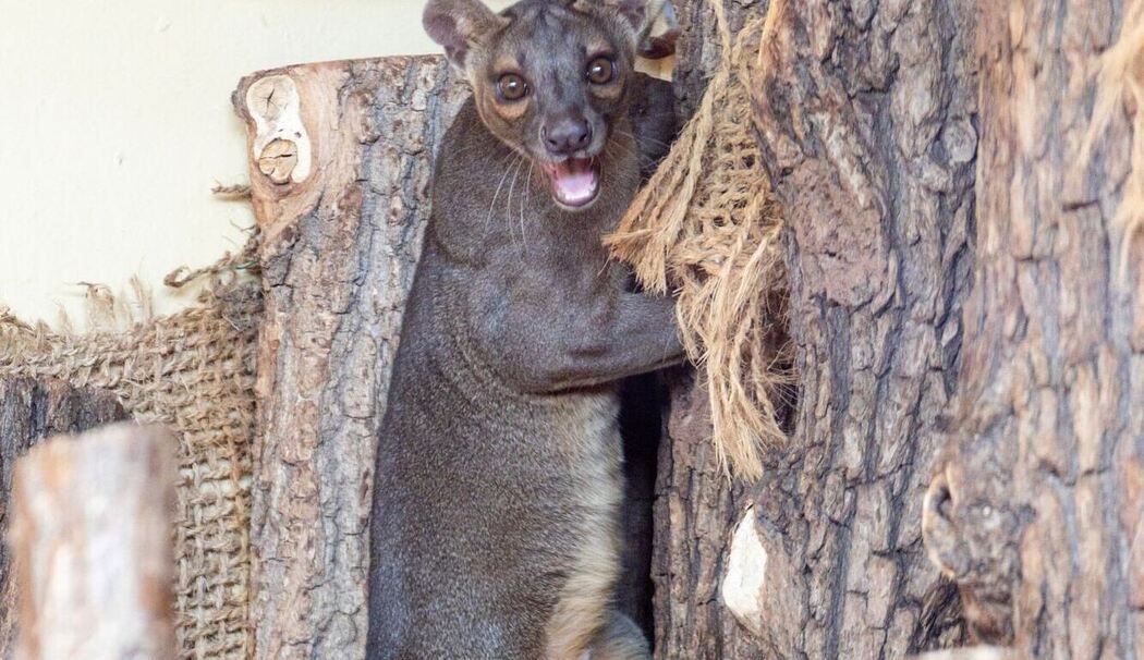 Fossas im Zoopark Erfurt