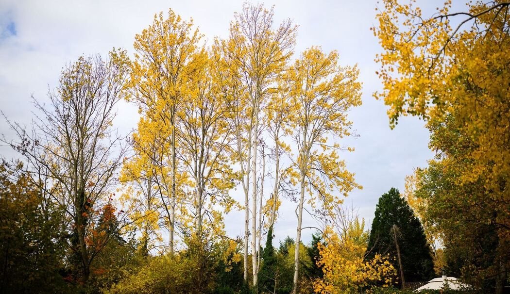 Zitterpappel Zitterpappel