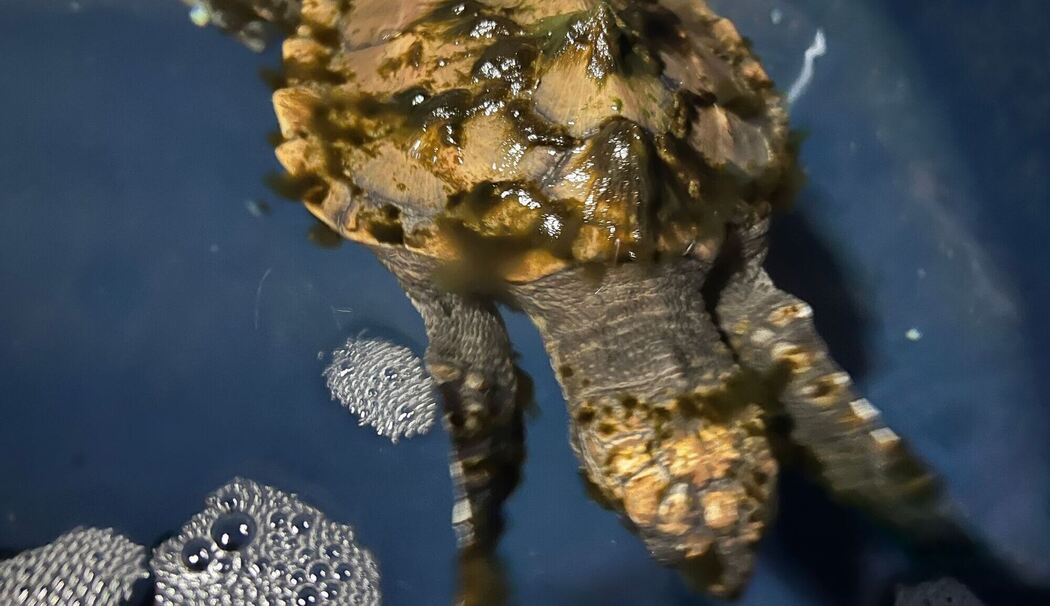 Meeresschildkröte auf Sylt gefunden