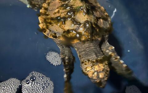 Meeresschildkröte auf Sylt gefunden