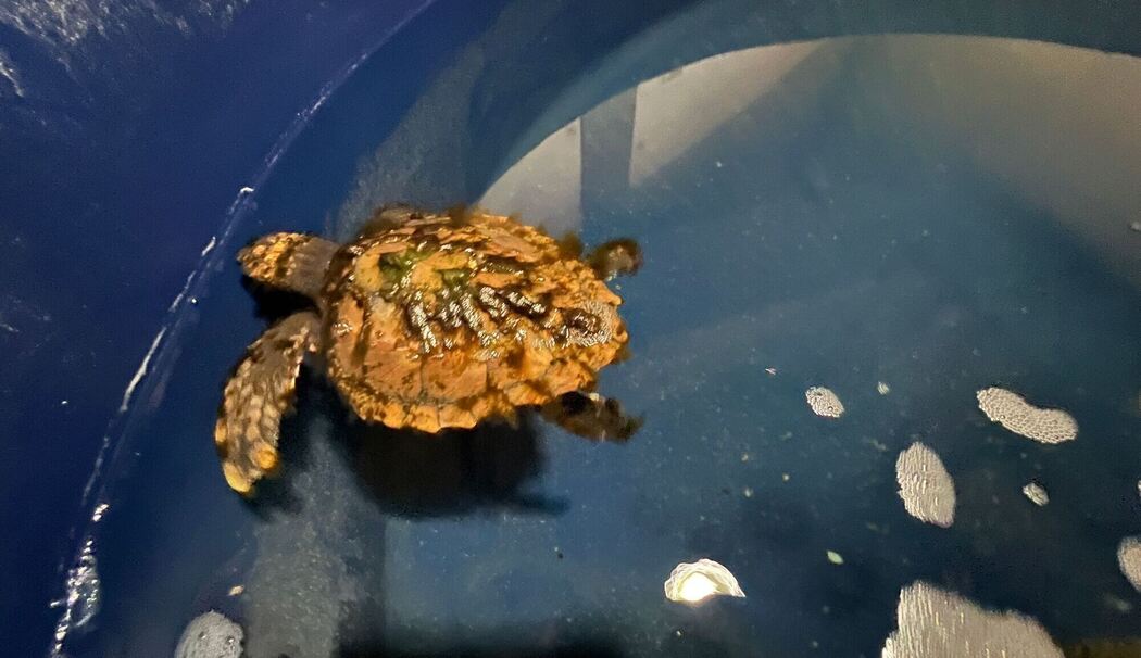 Meeresschildkröte auf Sylt gefunden