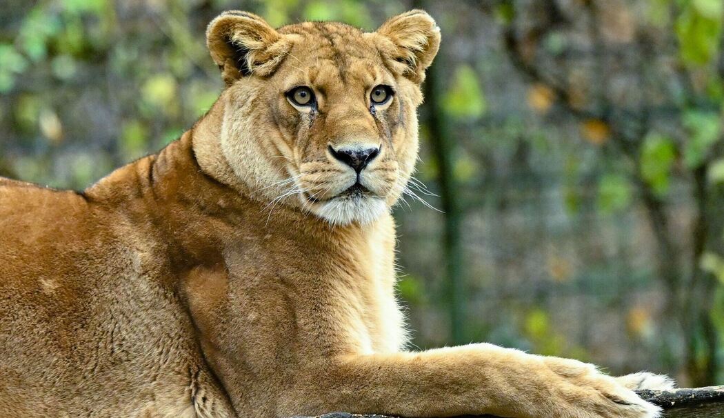 Löwen in Zoo in Neuseeland sollen eingeschläfert werden Löwen in Zoo in Neuseeland sollen eingeschläfert werden