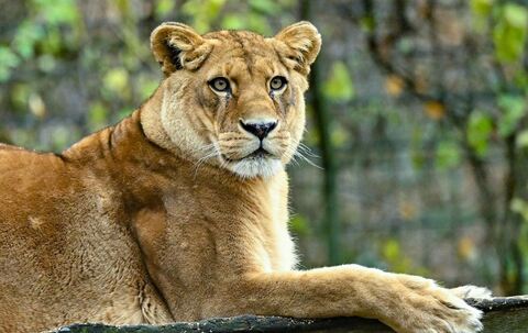 Löwen in Zoo in Neuseeland sollen eingeschläfert werden