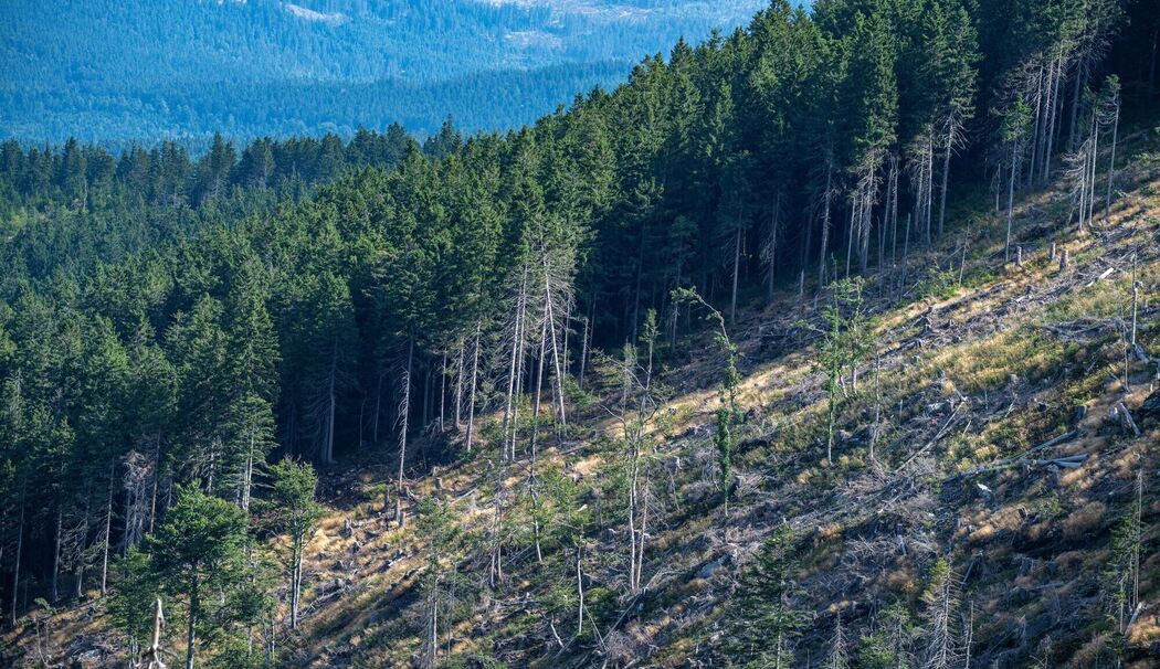 Borkenkäferbekämpfung im Bayerischen Wald Borkenkäferbekämpfung im Bayerischen Wald