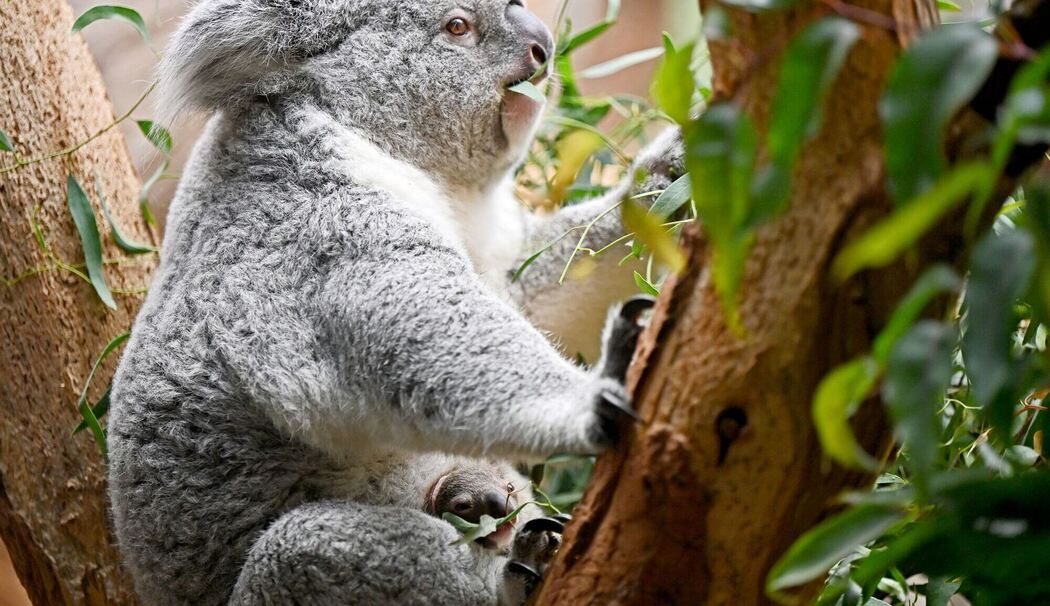 Nachwuchs bei den Koalas im Leipziger Zoo Nachwuchs bei den Koalas im Leipziger Zoo