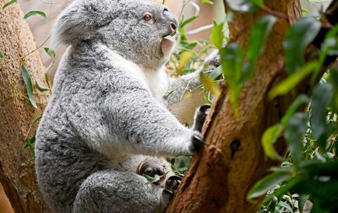 Nachwuchs bei den Koalas im Leipziger Zoo