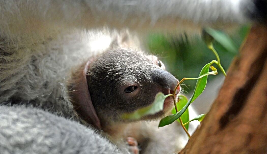 Nachwuchs bei den Koalas im Leipziger Zoo Nachwuchs bei den Koalas im Leipziger Zoo