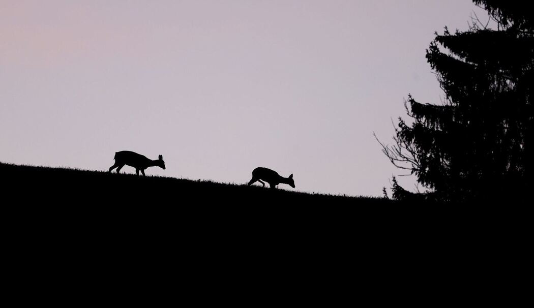 Sonniger Morgen in Bayern