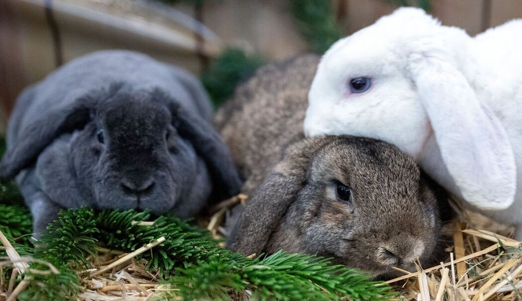 Drei Kaninchen liegen beieinander Drei Kaninchen liegen beieinander