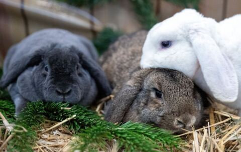 Drei Kaninchen liegen beieinander