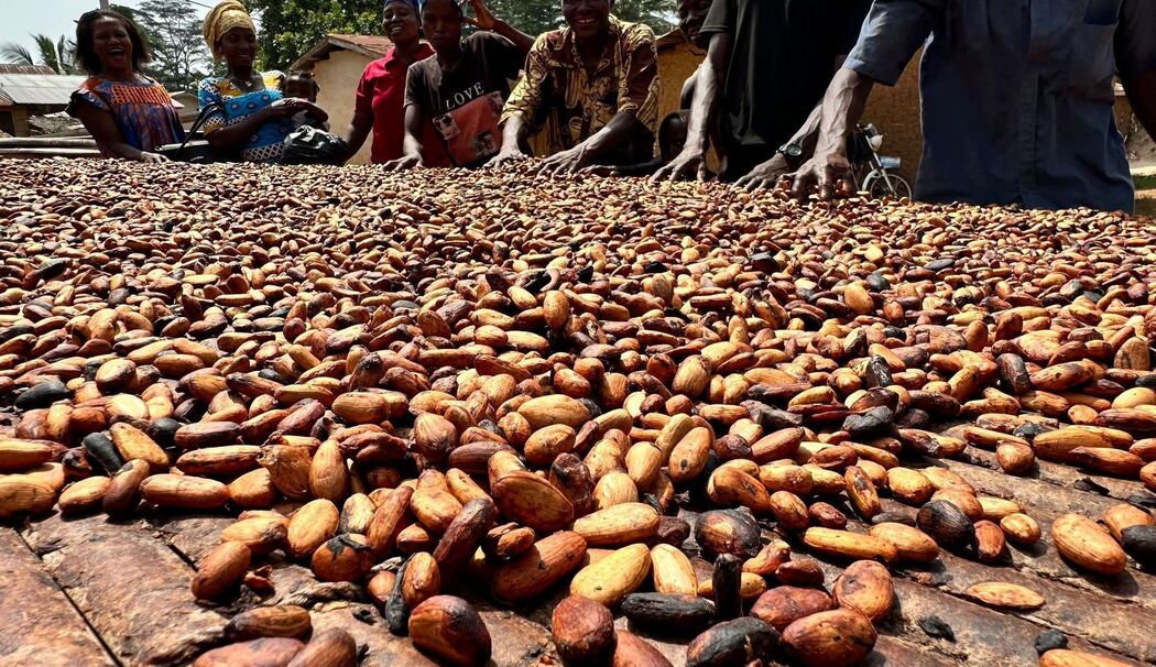 Kakaoernte in Ghana Kakaoernte in Ghana