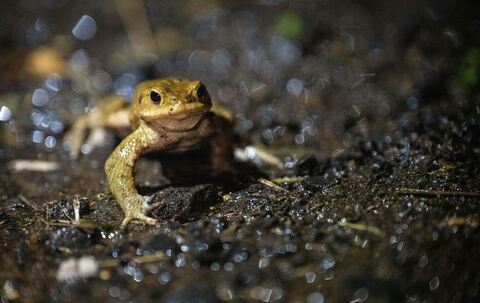 Eine Erdkröte wandert bei Dunkelheit