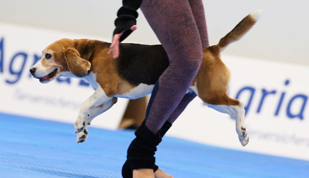 Meisterschaft im Dog Dancing auf Messe «Hund & Pferd» Meisterschaft im Dog Dancing auf Messe «Hund & Pferd»